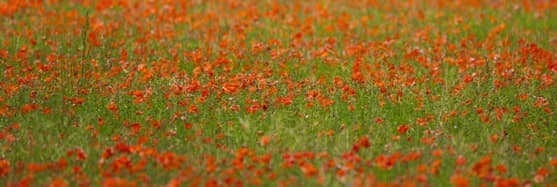 Image d'illustration pour Fête de la nature : floraison des coquelicots et changement climatique