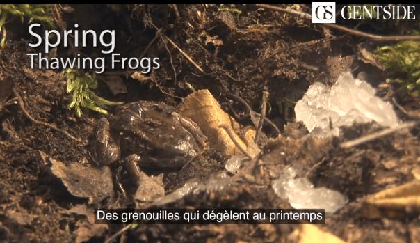 Image d'illustration pour Certaines grenouilles gèlent en hiver