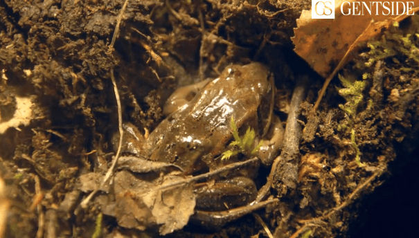 Image d'illustration pour Certaines grenouilles gèlent en hiver