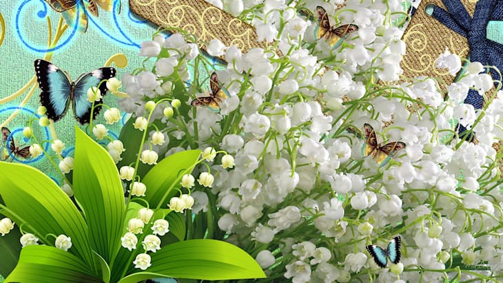 Image d'illustration pour Plus d'une semaine d'avance pour la cueillette du muguet
