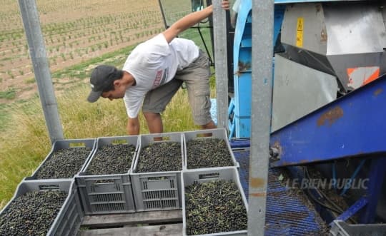 Image d'illustration pour Récolte de cassis en Bourgogne : volume en baisse à cause de la sécheresse