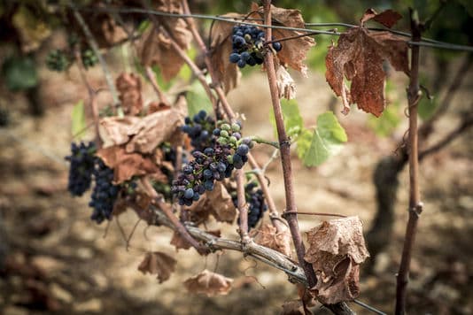 Image d'illustration pour Vendanges 2016 : une récolte en baisse suite aux aléas climatiques